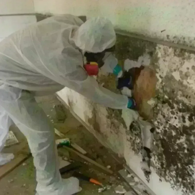 Mold Remediation and Removal in North Brooksville, FL